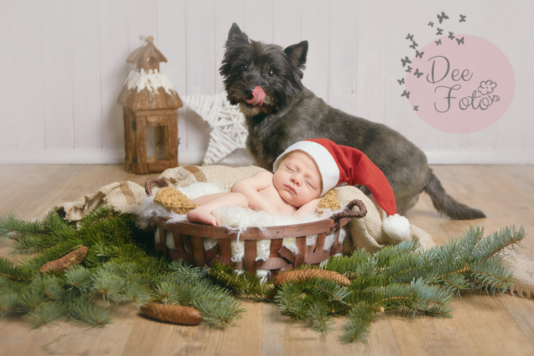 deefoto-fotografin-kinder-familie-baby-tiere-hunde-hochzeiten-bayern-amberg-neukirchen-sulzbach-rosenberg-hohenstadt-hersbruck-lauf7